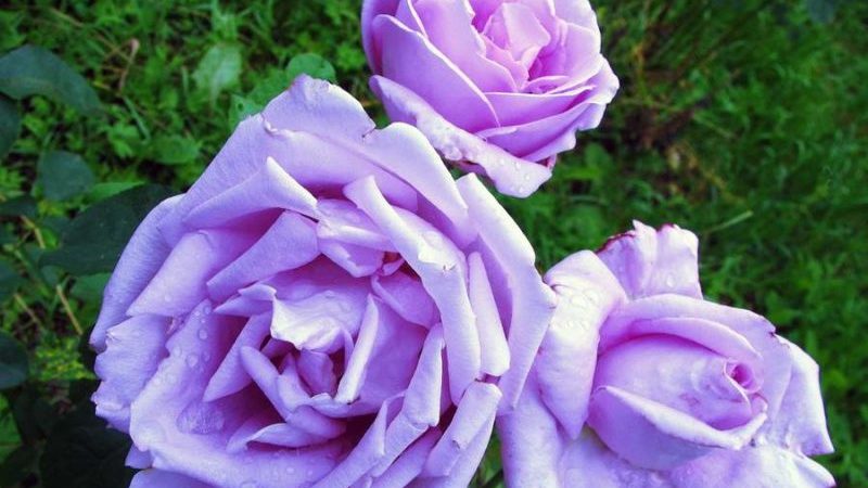 How to grow purple roses and which varieties to choose