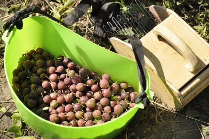 When gooseberries ripen and how to determine their maturity