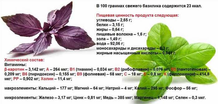 Difference between green and purple basil: benefits and harms, properties, uses