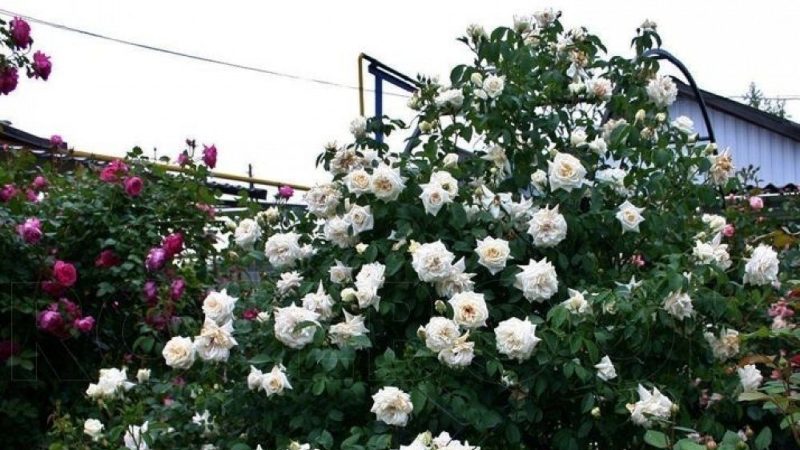 The best winter-hardy varieties of climbing roses that bloom all summer