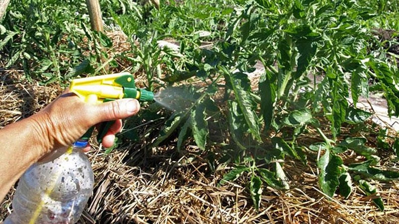 Instructions for processing tomatoes from late blight with iodine and boric acid: we fight the disease quickly and effectively