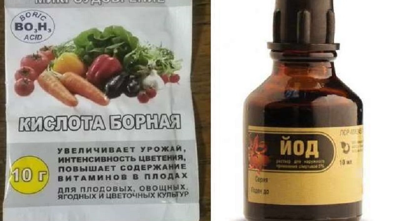 Instructions for processing tomatoes from late blight with iodine and boric acid: we fight the disease quickly and effectively