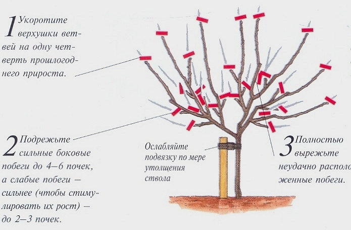 Step-by-step instructions for pruning apple trees in spring for beginner gardeners