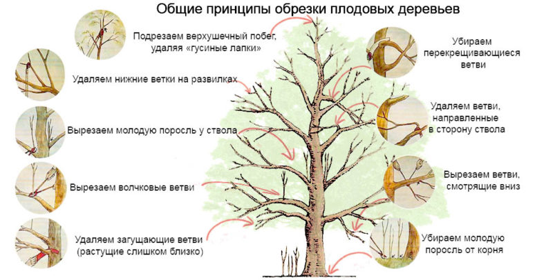 Step-by-step instructions for pruning apple trees in spring for beginner gardeners