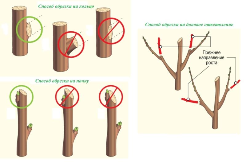 Step-by-step instructions for pruning apple trees in spring for beginner gardeners