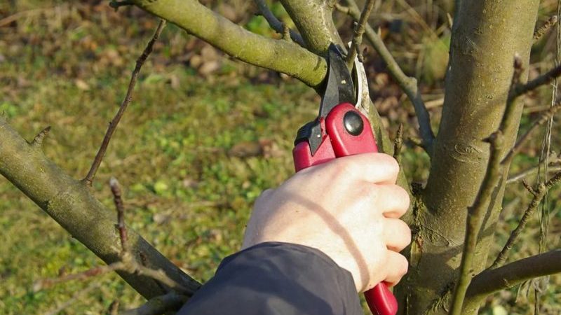 Step-by-step instructions for pruning apple trees in spring for beginner gardeners