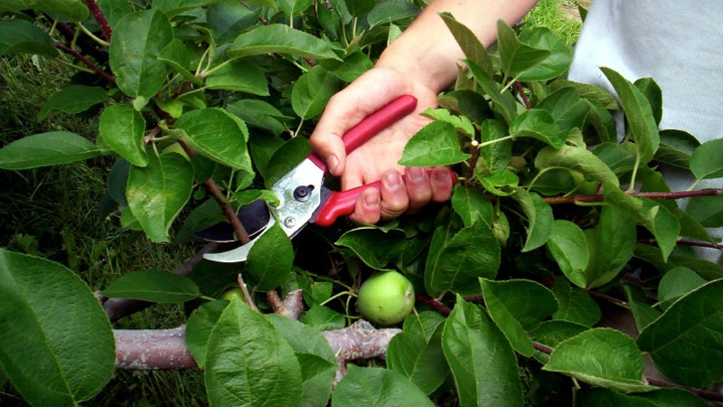 Instructions for pruning an apple tree in summer for beginner gardeners