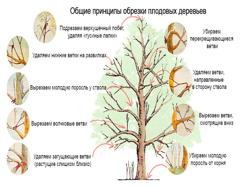 Instructions for pruning an apple tree in summer for beginner gardeners