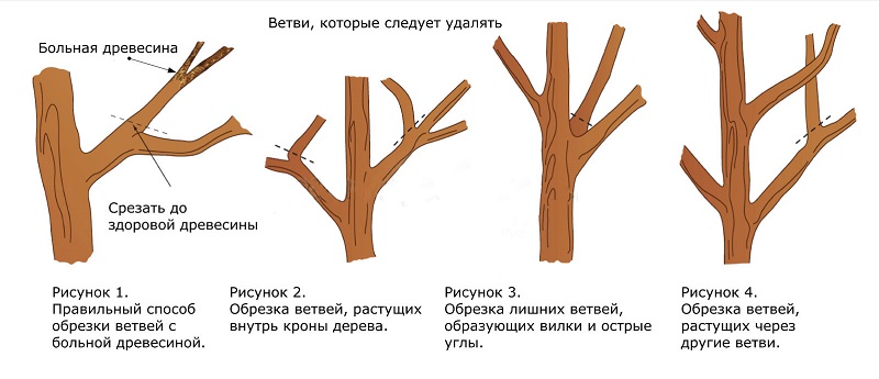 Instructions for pruning an apple tree in summer for beginner gardeners