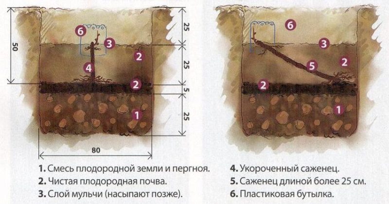 When (in what month) and how to plant grapes with cuttings