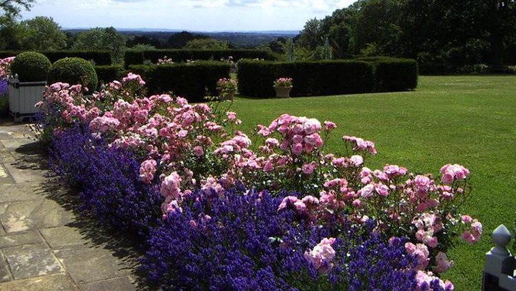 How to grow purple roses and which varieties to choose