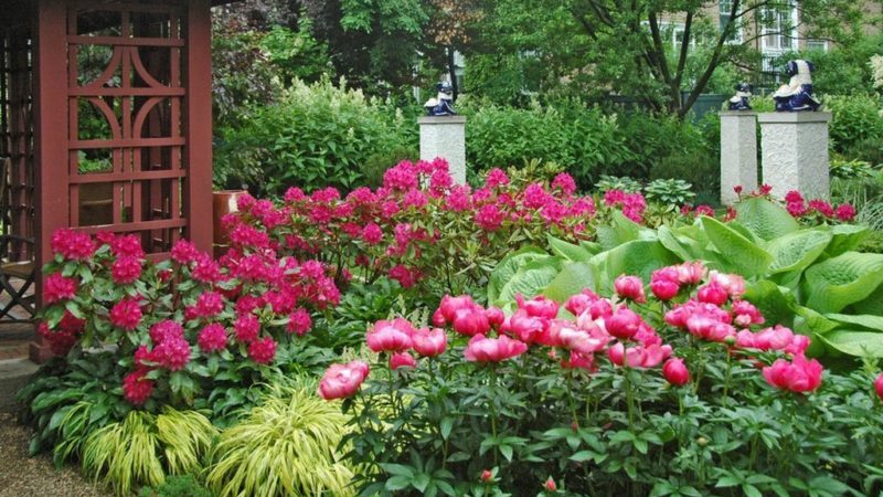 Step-by-step instructions for planting peonies in the summer in the ground for beginner florists