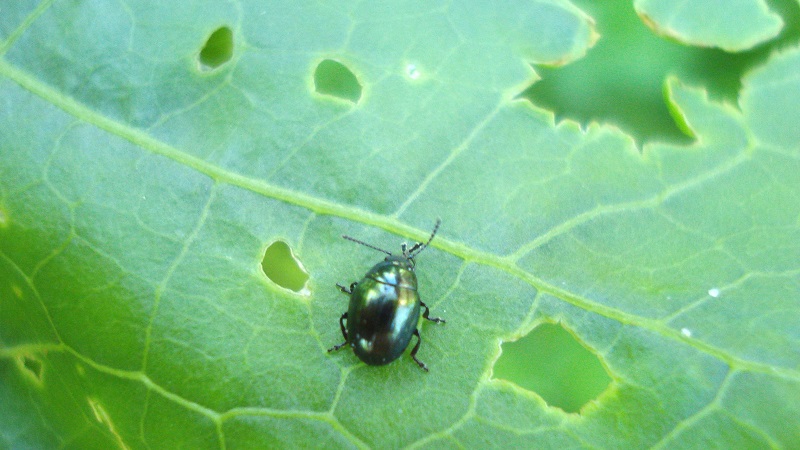 How to deal with fleas on cabbage
