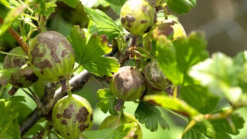 How and how to treat gooseberries from scab: the most effective methods of combating the disease
