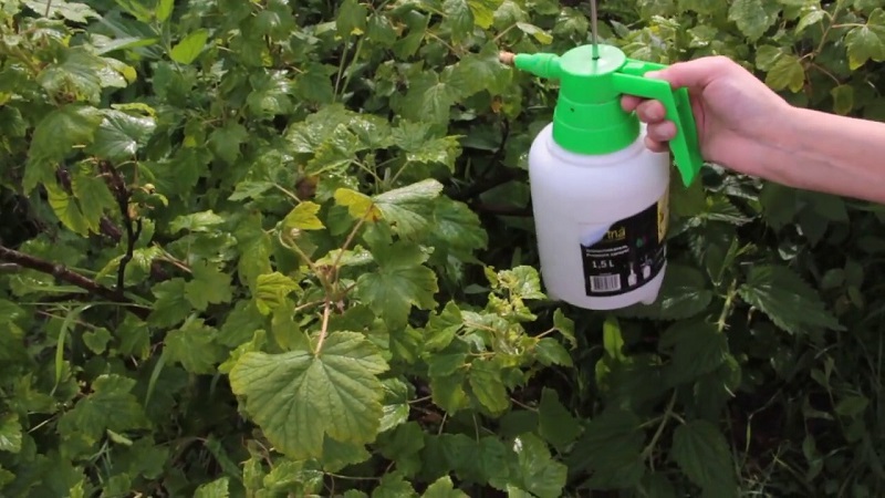 How and how to treat gooseberries from scab: the most effective methods of combating the disease