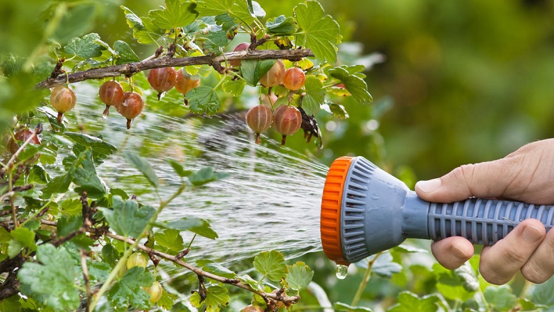 Why gooseberries don't have berries and how to fix it