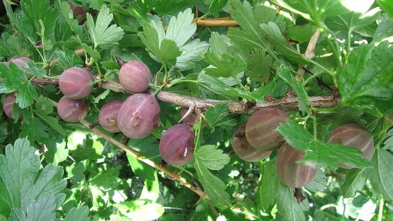How and how to treat gooseberries from scab: the most effective methods of combating the disease