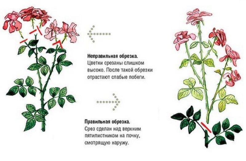 Instructions for beginner growers: how to prune roses after flowering in summer so that they bloom again