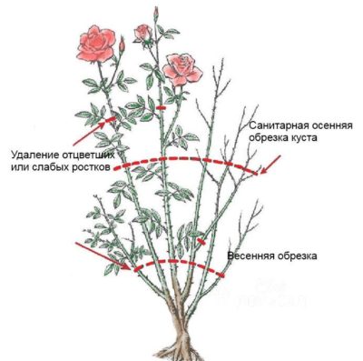 Instructions for beginner growers: how to prune roses after flowering in summer so that they bloom again