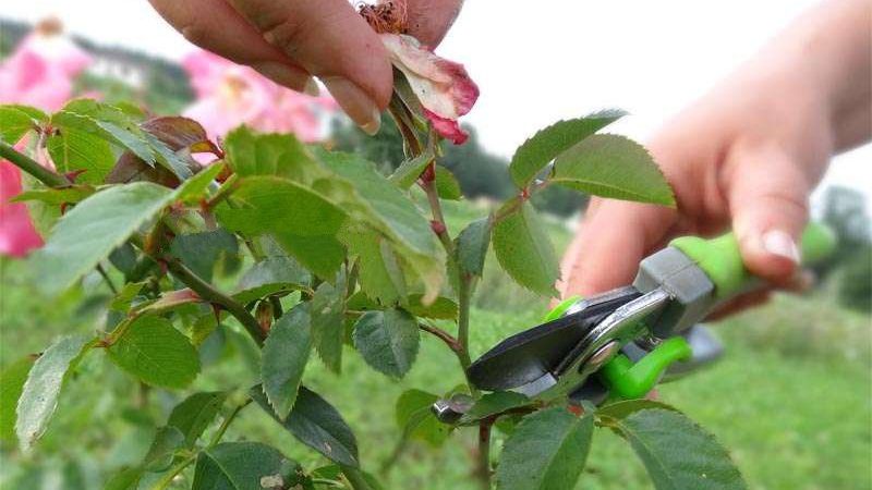 Instructions for beginner growers: how to prune roses after flowering in summer so that they bloom again