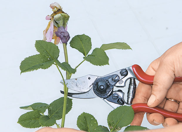 Instructions for beginner growers: how to prune roses after flowering in summer so that they bloom again