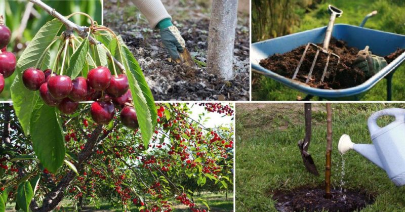 How to properly water cherries in summer: instructions for beginner gardeners