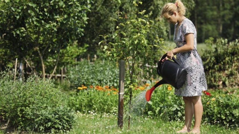 How to properly water cherries in summer: instructions for beginner gardeners