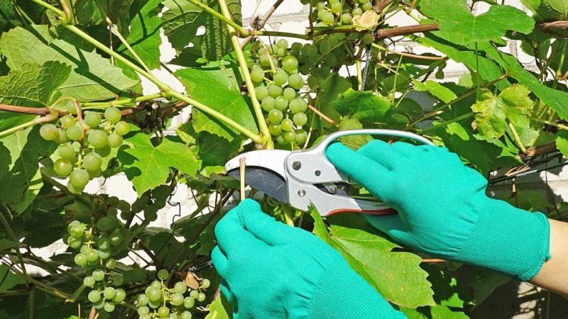 A step-by-step guide to pruning grapes in summer for beginner growers