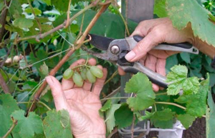 A step-by-step guide to pruning grapes in summer for beginner growers