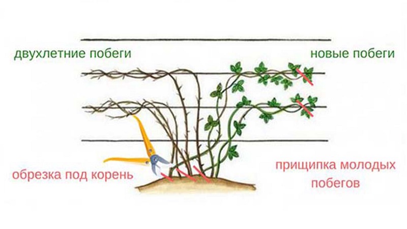 How to properly prune blackberries in the summer: instructions and diagrams