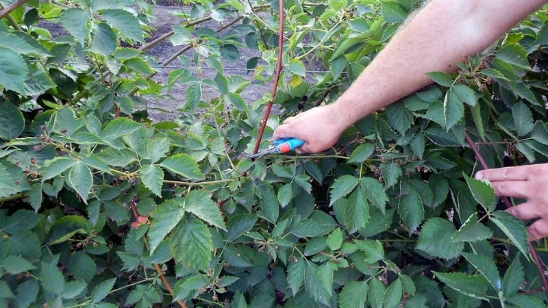 How to properly prune blackberries in the summer: instructions and diagrams