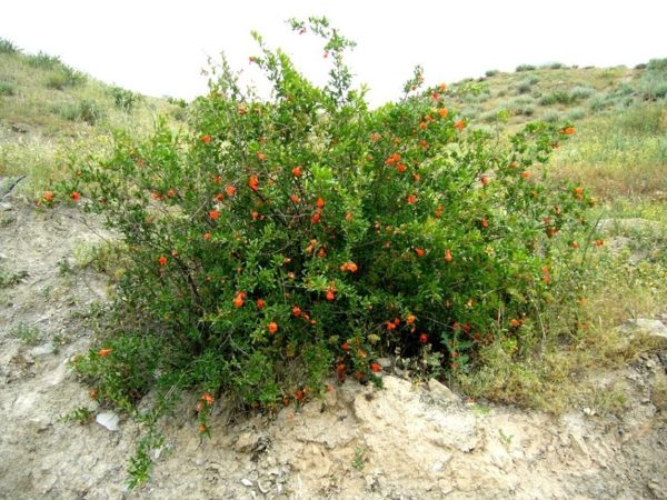 How does pomegranate grow, where is it grown and when it ripens