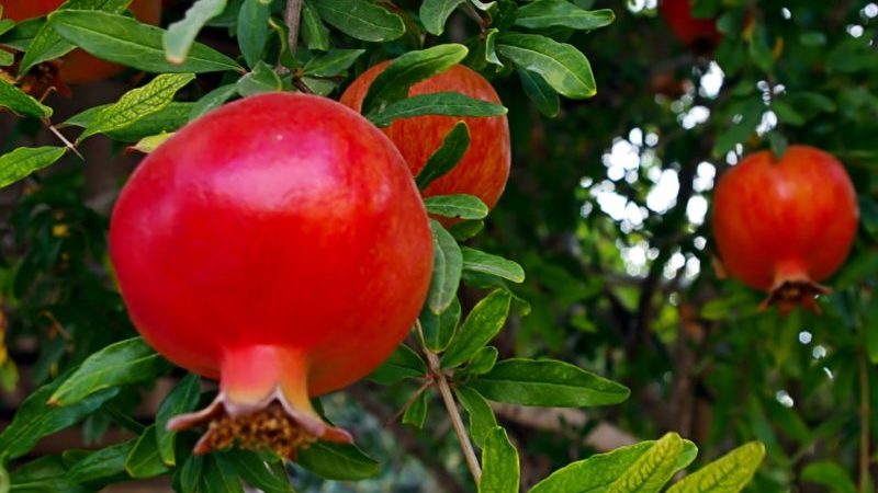 How does pomegranate grow, where is it grown and when it ripens
