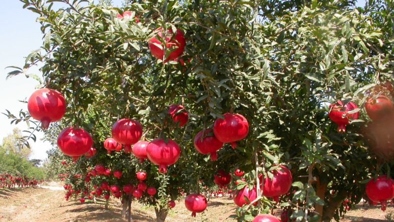 How does pomegranate grow, where is it grown and when it ripens