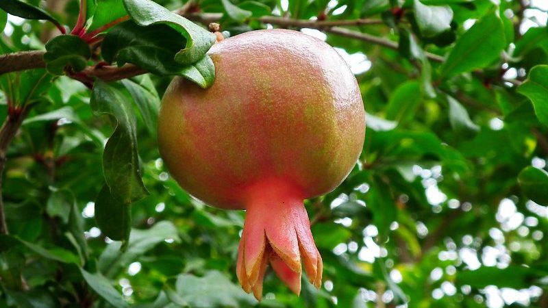 How does pomegranate grow, where is it grown and when it ripens