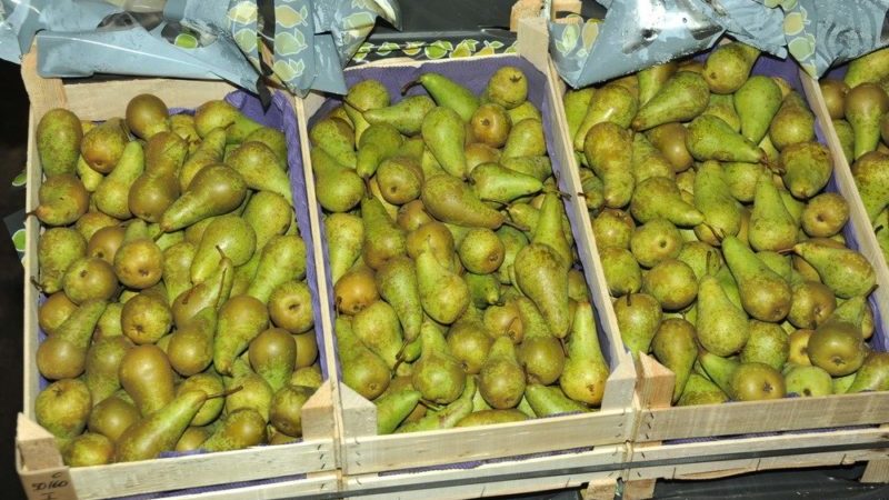 Is it possible to ripen pears at home and how to do it