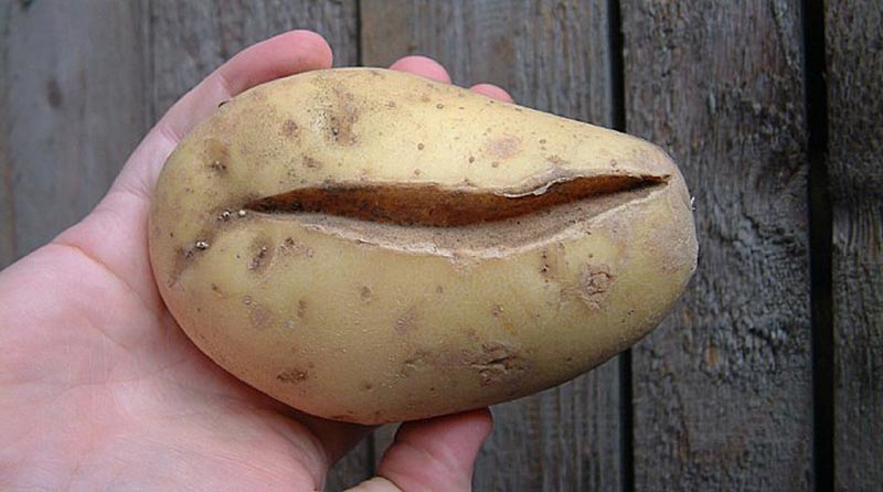 What to do if the potato bursts and cracks in the ground, why does this happen