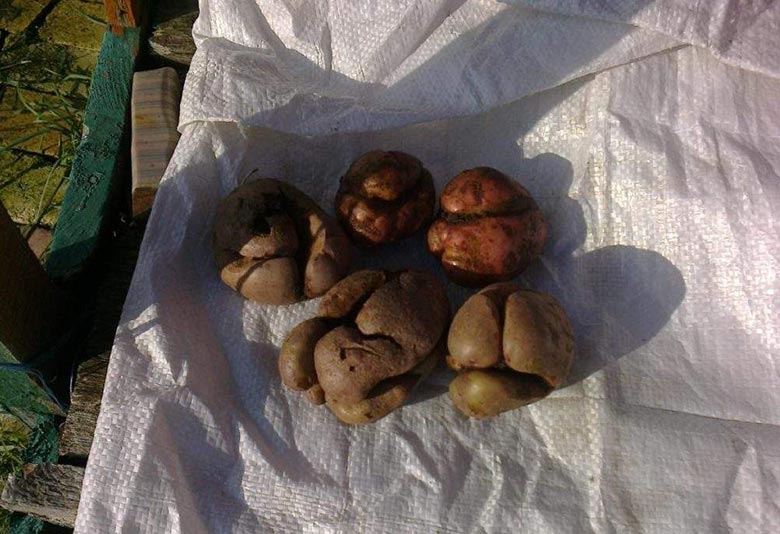 What to do if the potato bursts and cracks in the ground, why does this happen