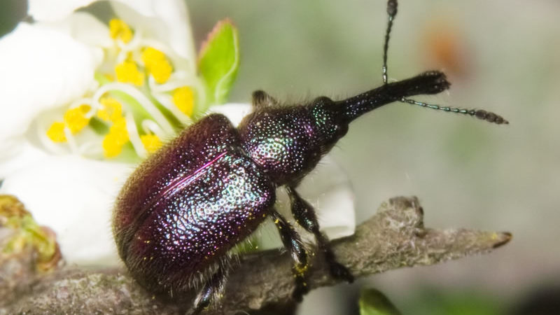 How to properly and how to spray apple trees from pests in summer