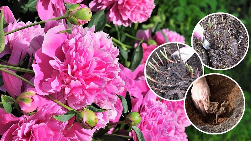 When is it necessary to transplant peonies to another place in the summer and how to carry it out correctly