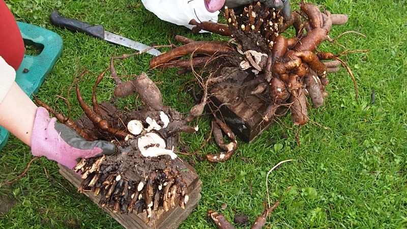 When is it necessary to transplant peonies to another place in the summer and how to carry it out correctly