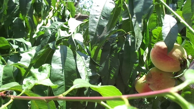 How to properly prune peaches in the summer: schemes and procedure
