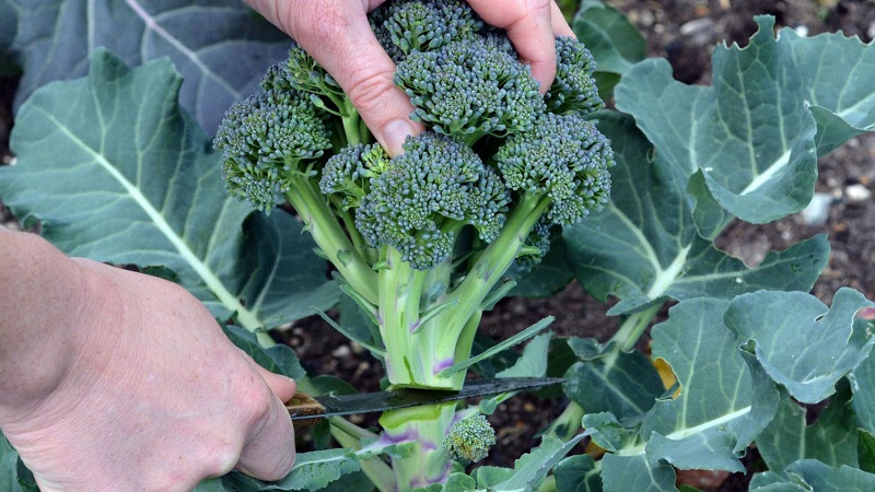 When to harvest and how to store broccoli
