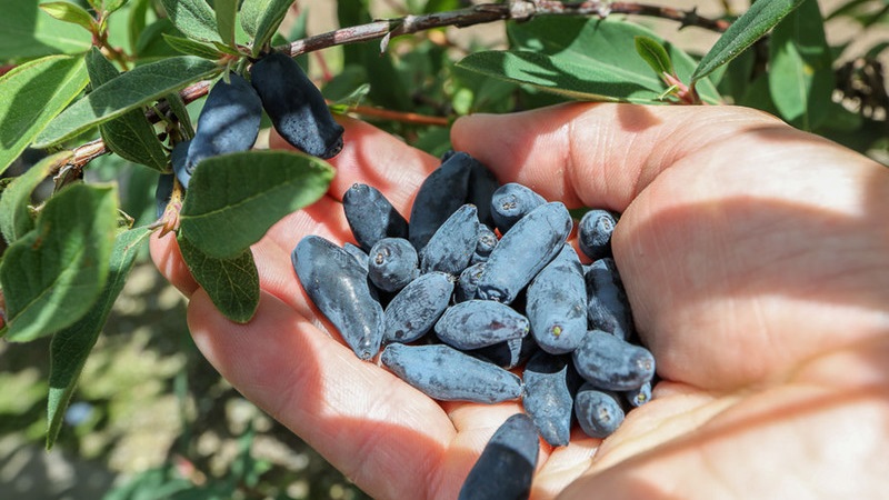 When to harvest honeysuckle, how best to sort and process it