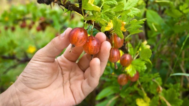 When gooseberries ripen and how to determine their maturity
