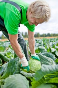 When is it better to chop cabbage for pickling