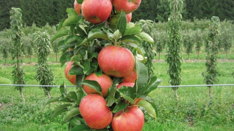 Step-by-step instructions for grafting an apple tree in the summer for beginners