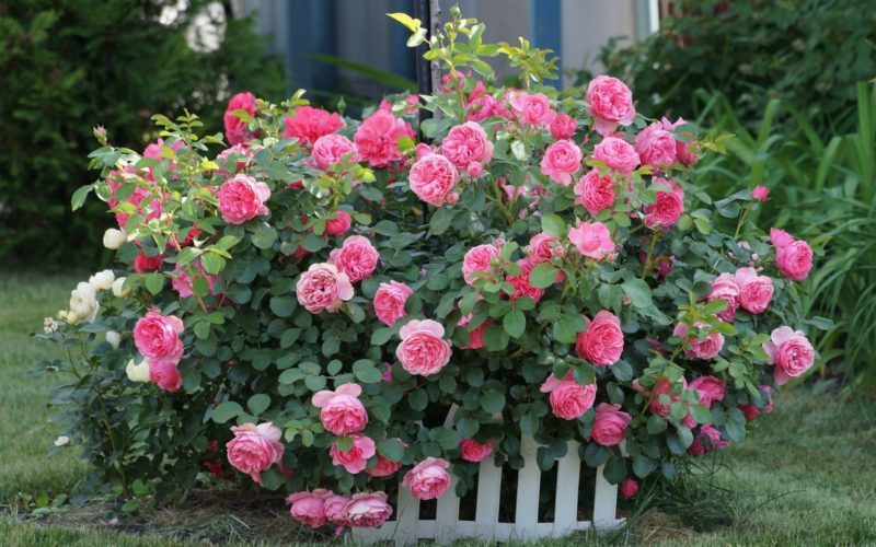 The best winter-hardy varieties of roses blooming all summer and the peculiarities of their cultivation