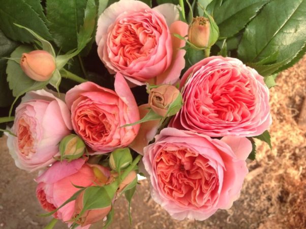 The best winter-hardy varieties of roses blooming all summer and the peculiarities of their cultivation