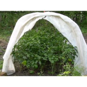 How to pinch remontant raspberries in the summer and is this procedure necessary